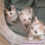 Fotos del anuncio: Regalo gatitos