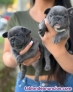 Blue  bulldog frances mi wassap +34603360473