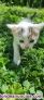 Fotos del anuncio: Gatitos en Adopcin
