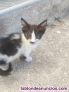 Adopción gatita