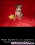 Fotos del anuncio: Espectaculares cachorros de Chorkie de color exotico merle