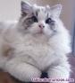 Fotos del anuncio: Preciosos gatitos ragdoll