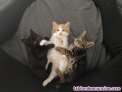 Fotos del anuncio: Se regala gatito macho