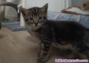 Fotos del anuncio: Se regala gatito macho