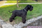 Cachorros schnauzer miniatura negro.