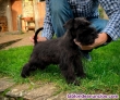 Fotos del anuncio: Cachorros schnauzer miniatura negro.