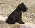 Fotos del anuncio: Cachorros schnauzer miniatura negro.