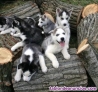 Husky siberiano cachorros whatsapp ((+34603360473))