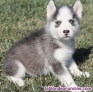 Fotos del anuncio: Husky siberiano cachorros whatsapp ((+34603360473))