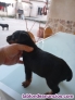 Fotos del anuncio: Regalo cachorros jakgd terrier