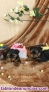 Fotos del anuncio: Yorkshire Mallorca Cachorros 698274525 