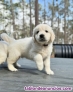 Fotos del anuncio: Cachorros Golden Retriever machos y hembras