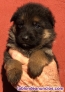 Fotos del anuncio: Pastores alemanes cachorros valencia pedralba pedigree 