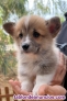 Fotos del anuncio: Cachorros welch corgi pembroke pedigree criadero responsable canina espaa valen