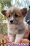 Cachorros welch corgi pembroke pedigree criadero responsable canina espaa valen