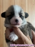 Fotos del anuncio: Cachorros welch corgi pembroke pedigree criadero responsable canina espaa valen
