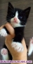 Fotos del anuncio: Gatitos pequeos muy bonitos se dan en adopcin para personas responsables