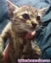 Fotos del anuncio: Gatitos pequeos muy bonitos se dan en adopcin para personas responsables
