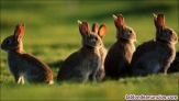 Fotos del anuncio: Descaste de conejos 2024