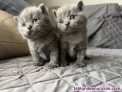 Fotos del anuncio: Gatitos British Shorthair Azul 