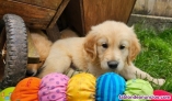 Fotos del anuncio: Disponibles cachorritos de raza caniche toy