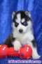 Fotos del anuncio: Cachorros husky disponibles para adopcin