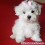 Adopcin cachorros bichon maltes,