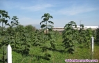Fotos del anuncio: Plantones de Paulownia para Maderable 200-600 metro CUBICO.