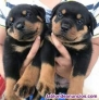 Cachorros de rottweiler para adopcion
