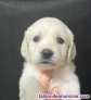 Lindo Cachorros Golden Retriever  Para Adopcion