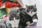 GATOS Bosques de Noruega con pedigree cachorros gatitos