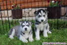 CAMADA HUSKY SIBERIANO whatsapp +34603360473 