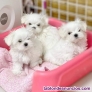 Bichon maltes cachorros toy 