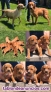 Cachorros de caza