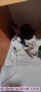 Fotos del anuncio: Gatitos en adopcion