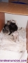 Fotos del anuncio: Gatitos en adopcion