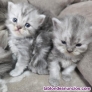 Fotos del anuncio: Cachorros gatos persas