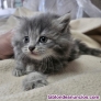 Fotos del anuncio: Cachorros gatos persas