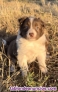 Cachorros border collie 