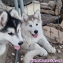 Cachorros Alaska Malamute