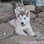 Fotos del anuncio: Cachorros Alaska Malamute