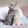 Preciosos gatitos BRITANICO PELO CORTO