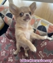 Chihuahua toy