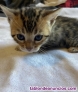 Gatitos bengala/bengali whatsapp ((+34603360473))