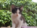 Doy en adopción 4 preciosos gatitos