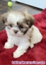 CACHORROS DE SHIH TZU whatsapp ((+34603360473))