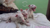 Cachorros de bull terrier whatsapp ((+34603360473))