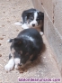 Regalo en adopcion de cachorros de border collie.