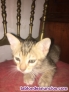 Gatitos muy queques de un mes 