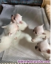 Chihuahua mini toy whatsapp ((+34603360473))